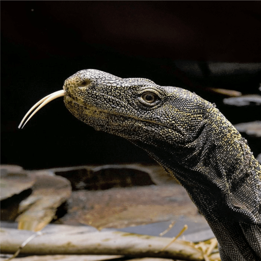 Salvador monitor lizard (Varanus salvadorii)