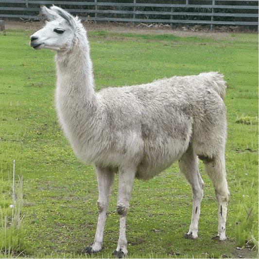 Lama (Lama glama)