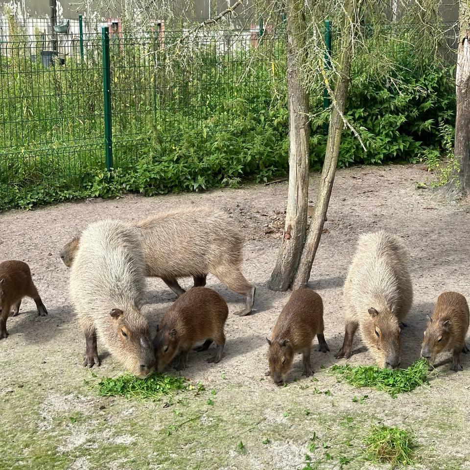 Capybara (Hydrochoerus hydrochaeris)