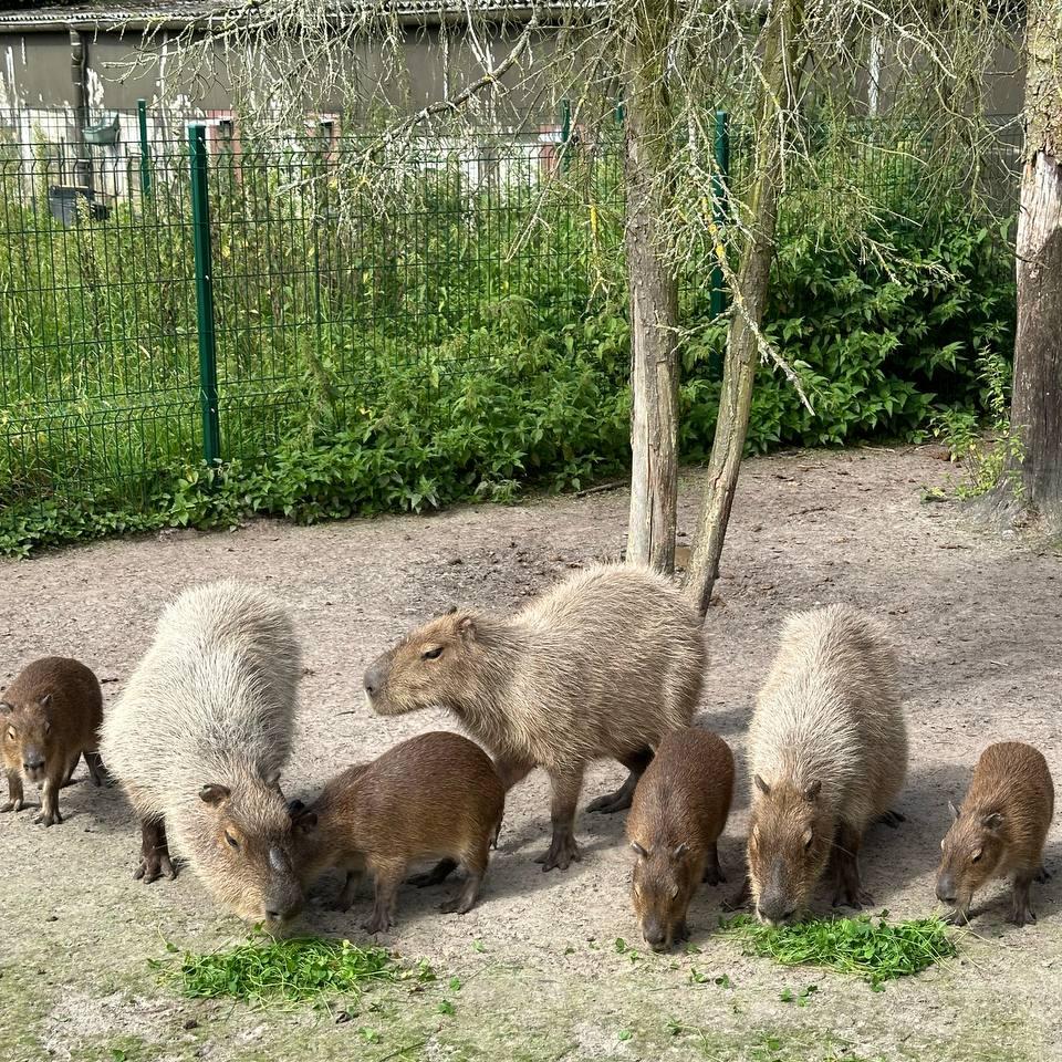 Capybara (Hydrochoerus hydrochaeris)