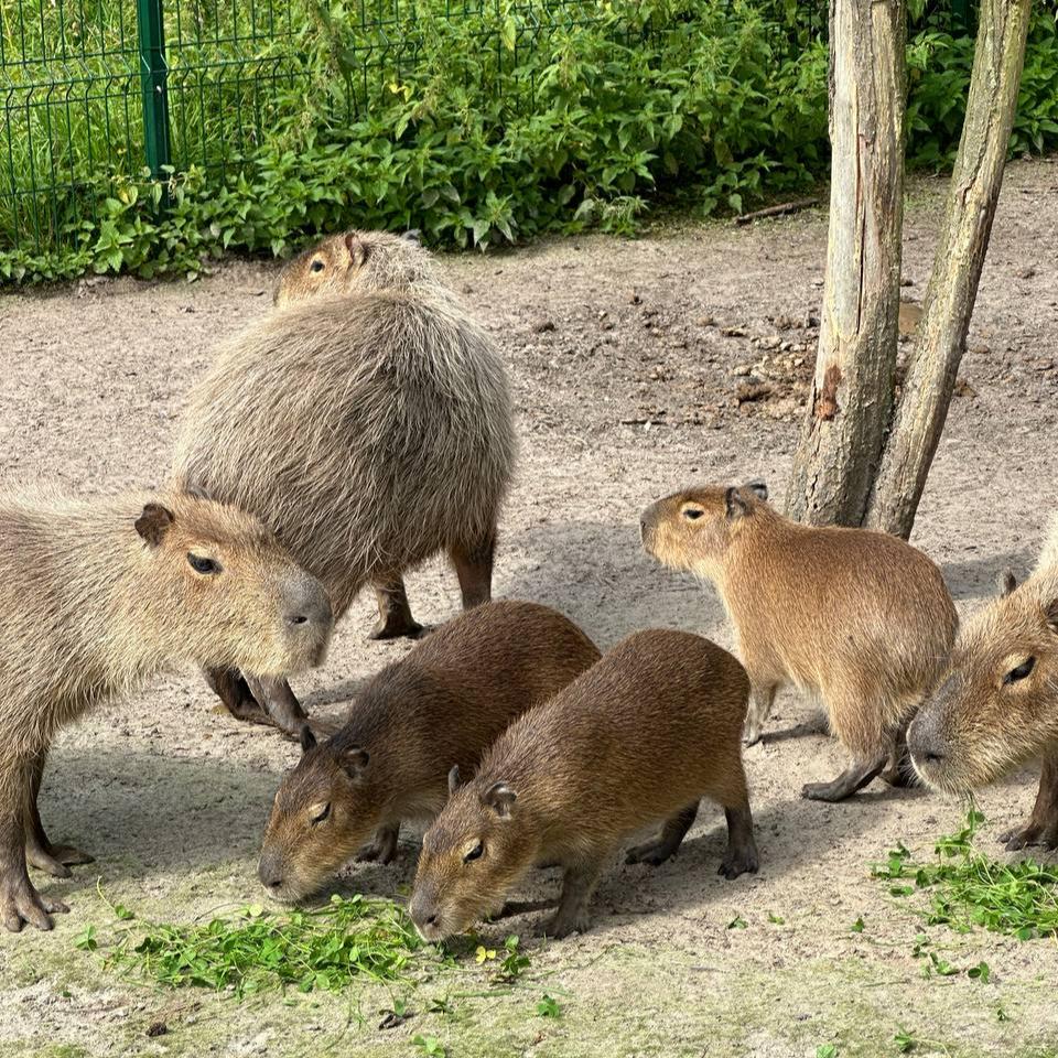 Capybara (Hydrochoerus hydrochaeris)