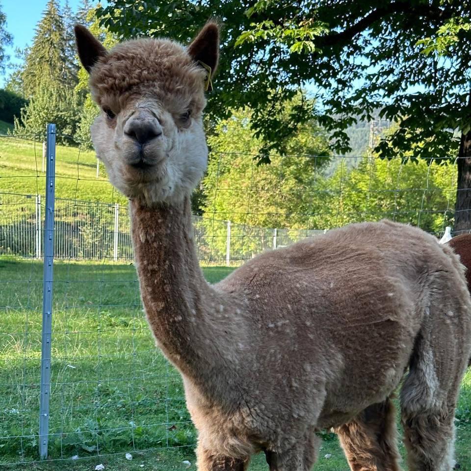 Alpaca (Vicugna pacos)