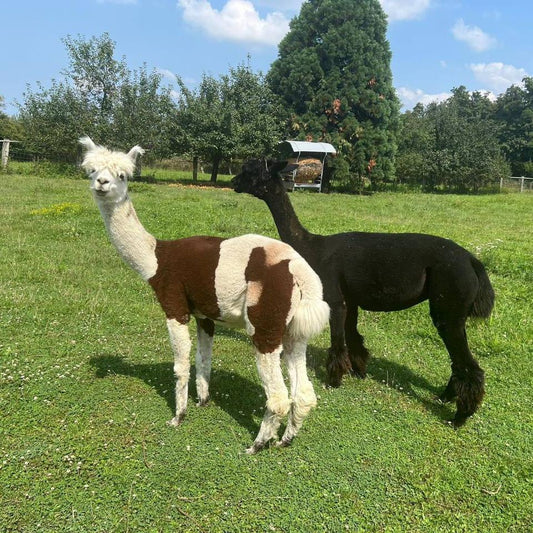 Alpaca (Vicugna pacos)