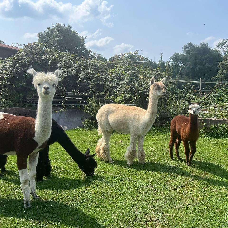 Alpaca (Vicugna pacos)