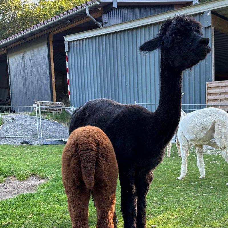 Alpaca (Vicugna pacos)