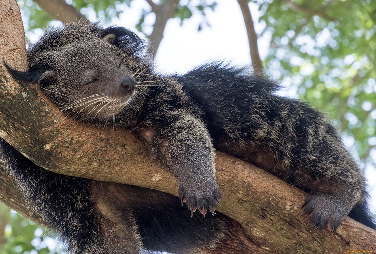 Binturong (Arctictis binturong)