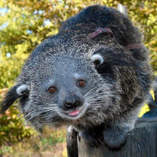 Binturong (Arctictis binturong)