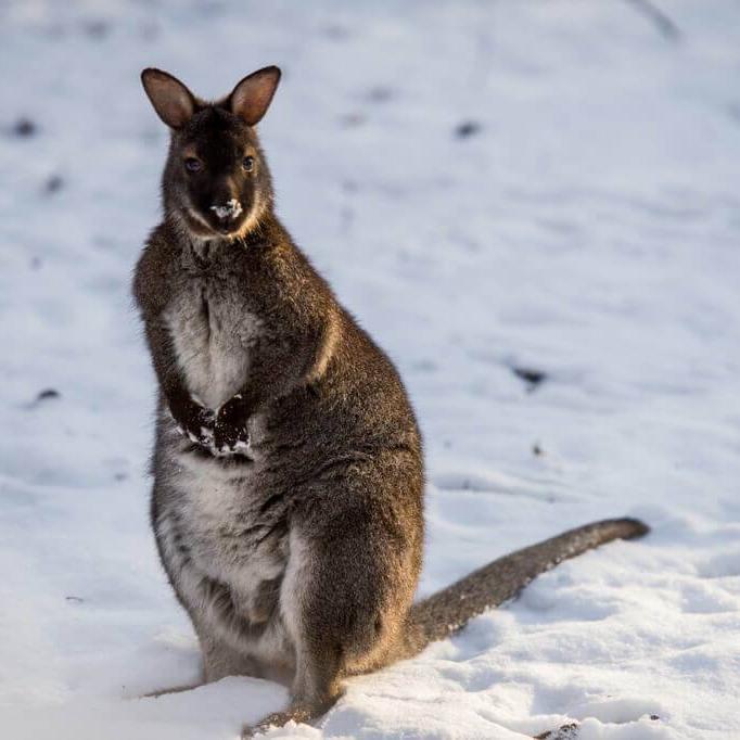 Bennett's Kangaroo (Dendrolagus bennettianus)