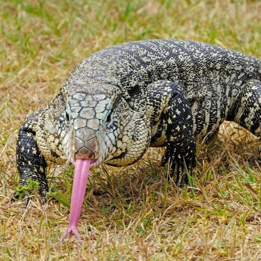 Argentine Tegu (Salvator marianne)