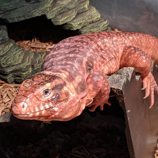 Red Tegu (Tupinambis rufescens)