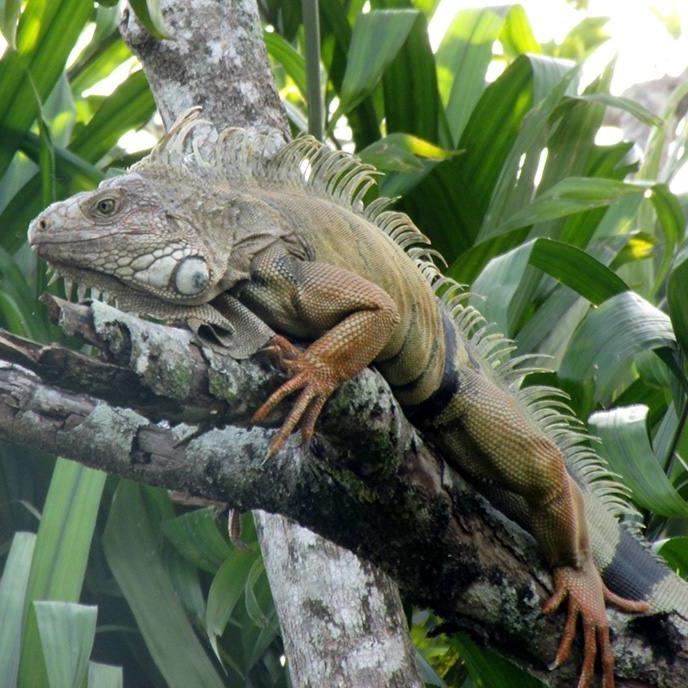 Green Leguan (Iguana Iguna)